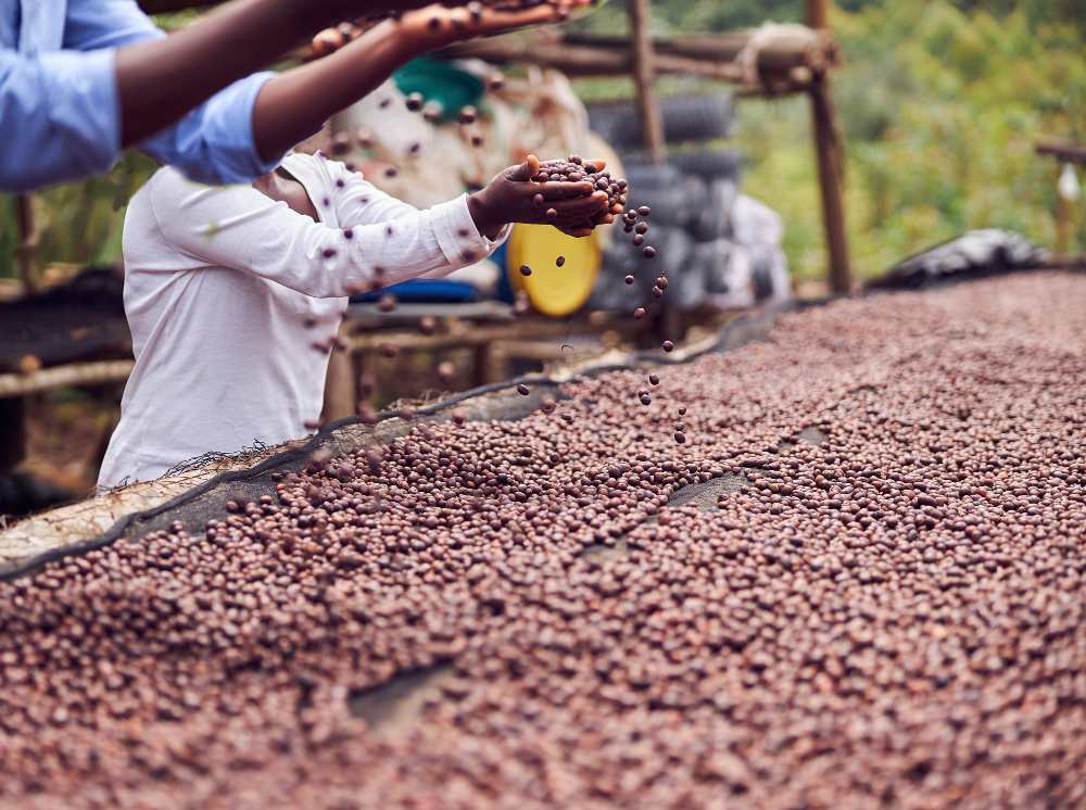 Des employeurs africains travaillent à la production de grains de café dans un centre de lavage.