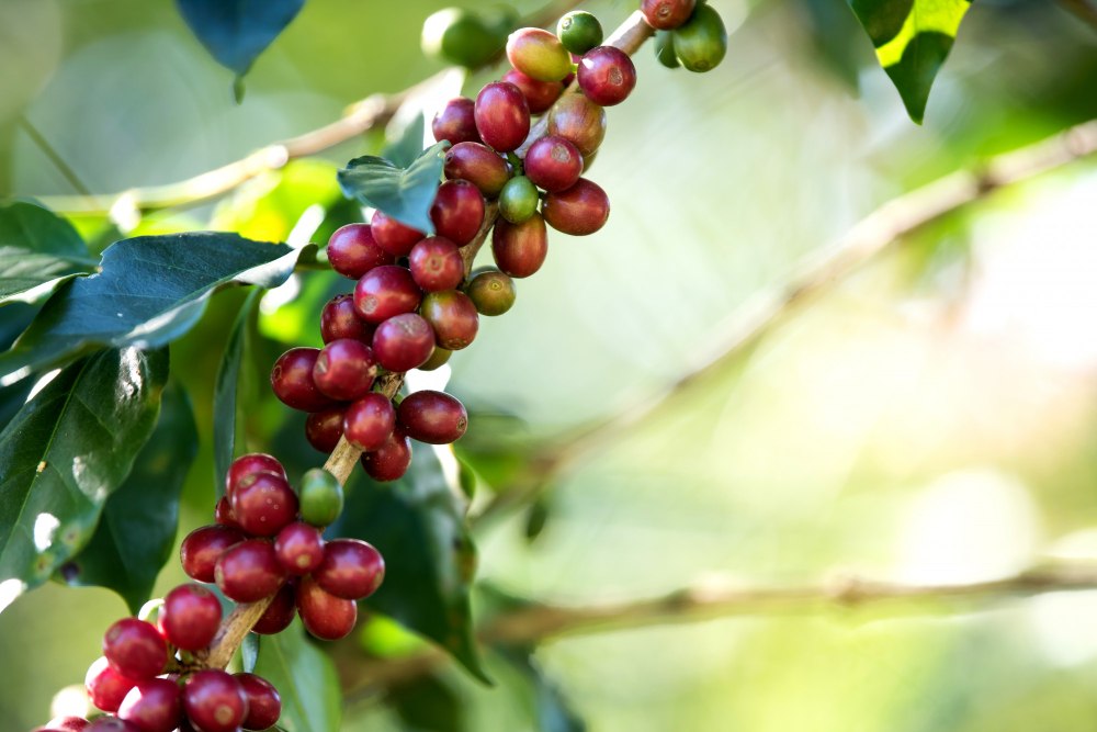 Maturation des grains de café dans une ferme caféière